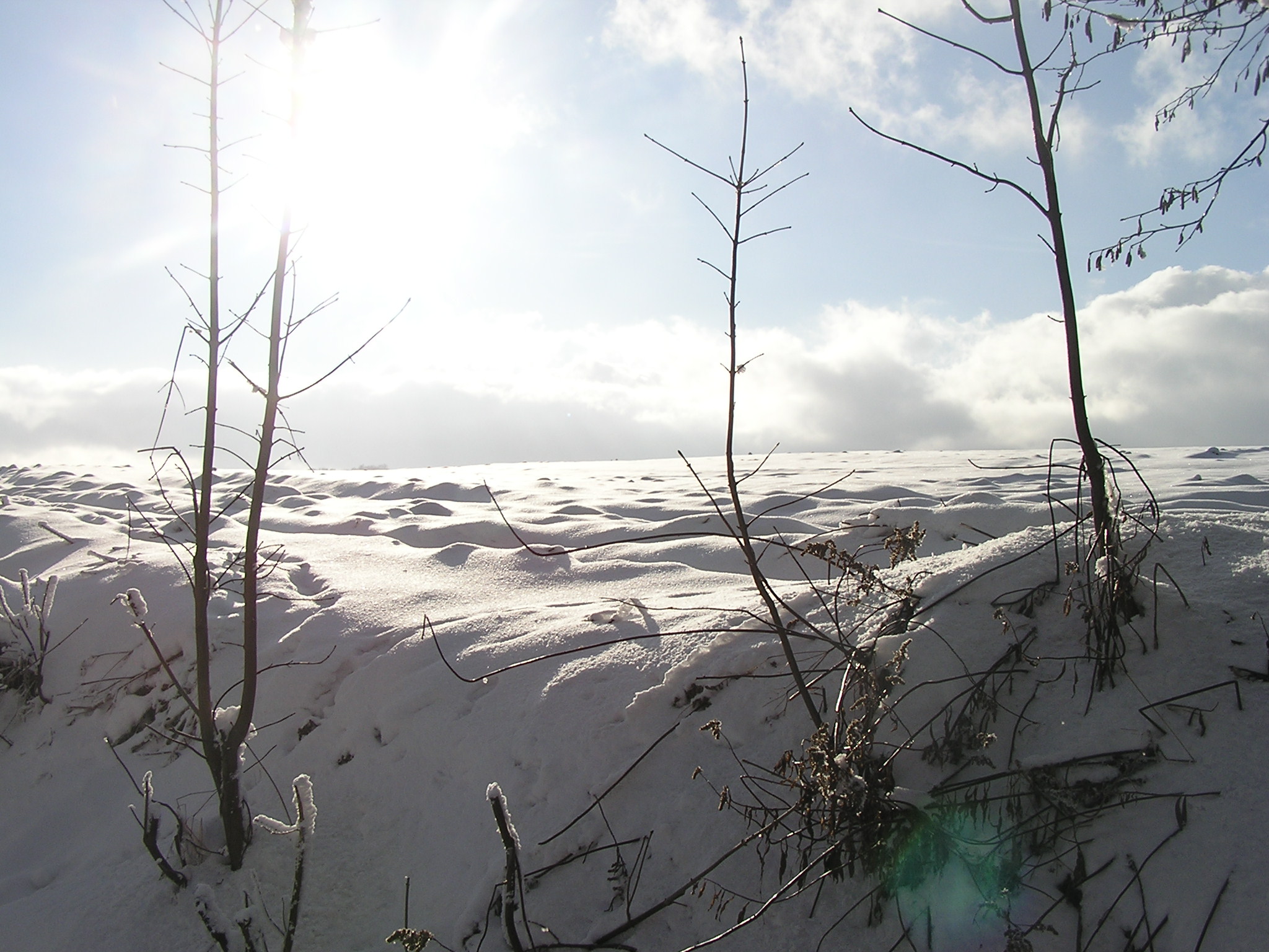 Zima na Yukonu-) 038.jpg